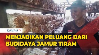 Peluang Budidaya Jamur Tiram