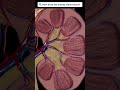 how does the kidney clean blood animation