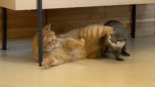 カワウソさくら カワウソと猫の秘密の会話 Everyday of otter and cat #Short