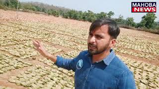 आदिवासियों का हरा सोना है तेंदू पत्ता || मध्यप्रदेश में पलते है बीड़ी से हज़ारों परिवार