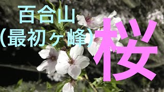 百合山（最初ヶ峰）の夜桜【和歌山県紀の川市竹房】【ゆうチャンネルの色々紹介】【＃ゆうちゃんねる　＃ユウチャネル　＃ゆうちゃんねる　＃桜　＃さくら　＃サクラ　＃紀の川市　＃百合山　＃最初ヶ峰】