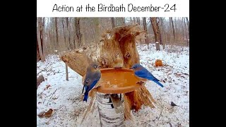 Visitors at the Bird Bath December -2024.