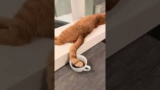 Funny cat.#shorts #shortsvideo #shortsyoutube #funnyvideo #comedy #funny #comedyvideo #cute#fyp