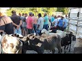 FEIRA DE ANIMAIS DE UMBUZEIRO PARAÍBA 13/04/2024