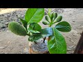 Planting Jackfruit With Aloe Vera In Banana Tree | How To Grow Jackfruit Faster and Easy