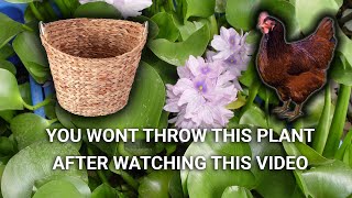 Water Hyacinth : Is this really a weed? Gain money from a weed !!