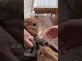 うさぎさんの爪切り うさぎ うさぎ多頭飼い rabbit かわいい bunnies bunny animal 癒し ふわもこ部