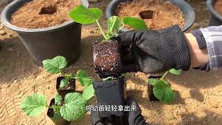 学好甜瓜种植技术，种出甜掉牙的甜瓜，甜瓜种植