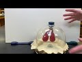 bell jar lung model video