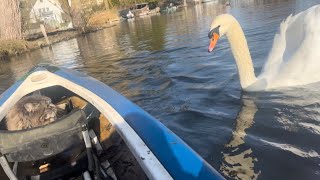 🚣‍♂️ Swan Alarm. Another Epic Kayak Adventure 🙀 🦢