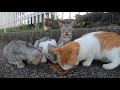 めちゃめちゃ腹ペコな野良猫達にカリカリ飯をあげてみたら... very hungry stray cats！