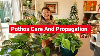 Pothos Care And Propagation/Speaking Nepali/Cutecactuspot