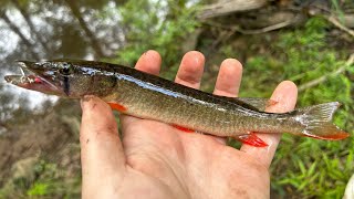 Creek Fishing for Redfin Pike and Warmouth Perch!!