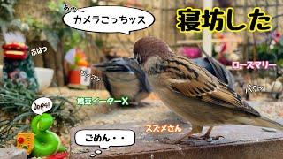 今日の小庭総集編(鳩数２羽)250102