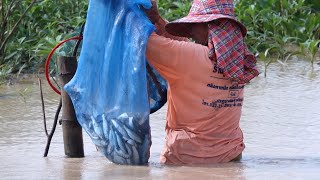 ยกยอปลาน้ำแดงปากมูลเขื่อนลำปาว ทีมงานแม่ทมหนองหานอุดรธานี Catch fish using nets in Thailand.