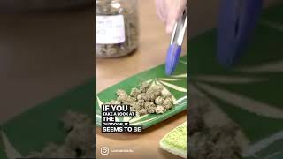 🍀🌱 Indoor vs. Outdoor growing. What are the results? 🤔 | #shorts