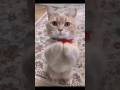 funniest video 2023😃funny cats😺#cat #cute #shorts #24#short