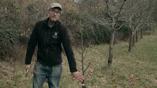 How to Prune a 2 Year Old Fruit Tree - Formative Pruning with Adam's Apples Nursery