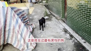 老爷爷捡回来的小狗，长大以后才发现，原来它是有灵性的 这是我见过最最有灵性的土狗没有之一