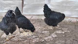 Black Ameraucana Mavi Yumurtacı Tavuklarım