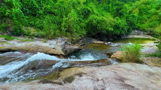 Best Sounds of Nature, Summer Forest Atmosphere, Babbling Brook