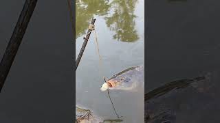 Amazing Village Life Hook Fishing | Hook Fishing in Village #fishing #fishingbyhook #fishingworld