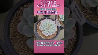 다육이 치와와금 ~ 최고급 복륜금을 가졌다! 다육 참 잘 키우는 다육앤풍경 010.5484.5894 #다육식물