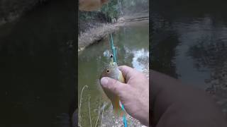 Jigs are the Best Panfish Lure on the Creek! 👀 🐠 😮