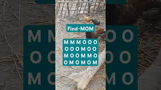 Observation Visual Test: 5 Seconds ForYou To Spot MOM. Try Your Skills! #search #puzzle #shorts