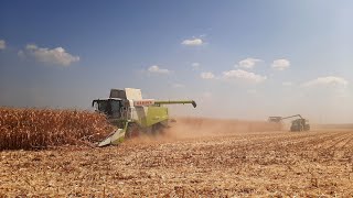 Big Team 4x Claas Lexion 660, 6700 Sound Corn Harvest 2024