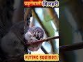 उड़ने वाली गिलहरी😱😱😱 flying squirrel rare animal knowledge iq