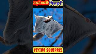 उड़ने वाली गिलहरी😱😱😱| flying squirrel | Rare Animal | Knowledge IQ