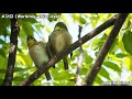 【野鳥 大阪城公園シリーズ】仲の良いメジロ warbling white eye 4k撮影 2021 10 30