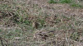 Stöber Naturfilm - Die Feldlerche