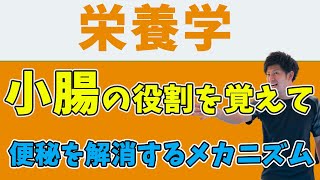 【栄養学】小腸の働き・機能を覚えて便秘改善のコツを理解しよう！