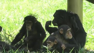 Our play time! by Plum, Ibuki, Dill 私達の遊びの時間だよ！プラム、イブキ、ディル　Chimpanzee  Tama Zoological Park