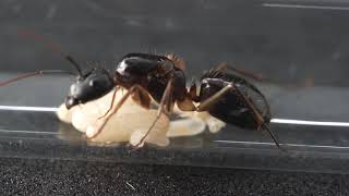 นางพญามดตะลานดำอกส้ม ไข่หนอนและดักแด้ (Camponotus sp.) #SA018