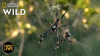 Safari Live - Day 324 | Nat Geo Wild