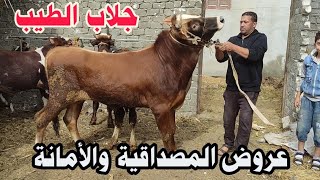 عروض المصداقية والأمانة ( جلاب الطيب) ابو منصور يعود ويقدم اقوى العروض 4 عجول دكرة بقري للتسمين