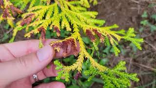 Podocarpus Macrophyllus and Thujopsis Dolabrata Updates