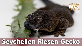 🦎 Seltenster Gecko der WELT | Seychellen Riesen Gecko