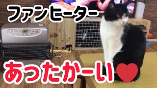 猫がファンヒーターの前から動かない