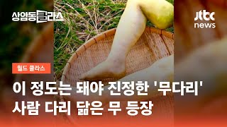 이 정도는 돼야 진정한 '무다리'…사람 다리 닮은 무 등장 / JTBC 상암동 클라스