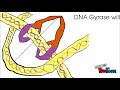 dna gyrase