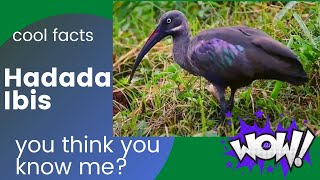 Hadada Ibis facts🦩Hadeda facts🦩 native to Sub-Saharan Africa