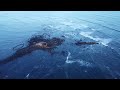 El Salvador Beach 4k Drone Stock Footage by ovrviewLA Part 107 Licensed