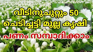 വീടിനുചുറ്റും 50 ചെടിച്ചട്ടി മുല്ല കൃഷി പണം സമ്പാദിക്കാം | Mulla krishi malayalam | Jasmine farming