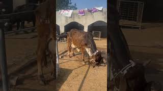 Big cholistani cow #cowvideo