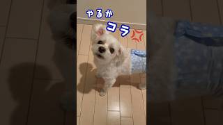 マナーパンツに執着する愛犬②#パンツ＃マルチーズ＃犬#執着＃オムツ#怒る