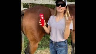 3B Cold Laser Treatments (LLLT) for Equines | Brandenburg Equine